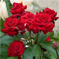 Роза Николло Паганини флорибунда (Сербия Империя роз)