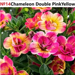 14 Калибрахоа Chameleon  Double Pink Yellow