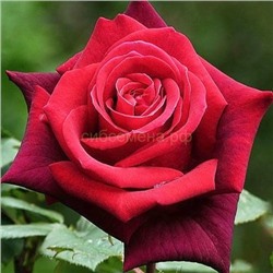 Роза Гранд Гала красная чайно-гибридная (Бюджет)