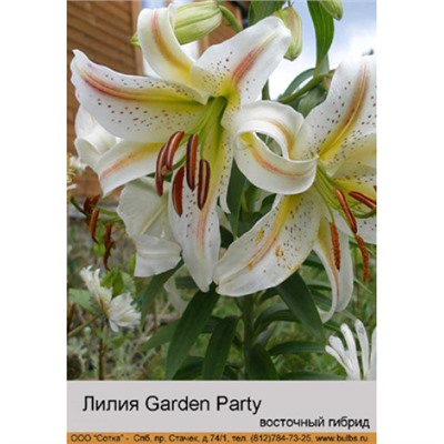 Лилия Garden Party