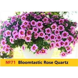 71 Калибрахоа Bloomtastic Rose Quartz
