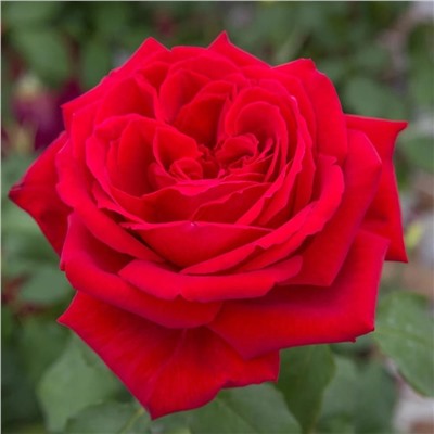 Роза Ботеро чайно-гибридная (Сербия Империя роз)