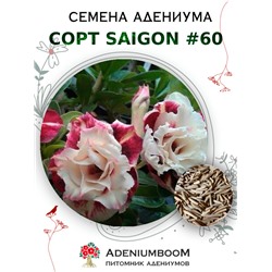 Адениум Тучный от SAIGON ADENIUM № 60   (2 сем)
