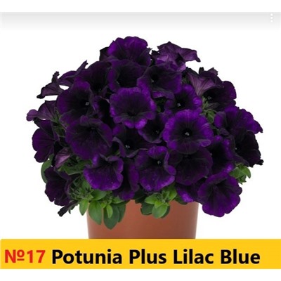 17 Петуния Potunia Plus Lilac Blue