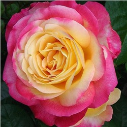 Роза Восточный Экспресс чайно-гибридная (Золотая сотка Алтая)
