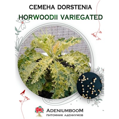 DORSTENIA HORWOODII VARIEGATED (Дорстения Хорвуда Вариегатная)