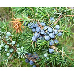 Можжевельник обыкновенный (Juniperus communis) 10 семян