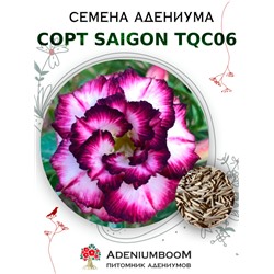 Адениум Тучный от SAIGON ADENIUM, TQC06