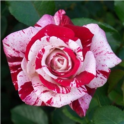 Роза Сентименталь флорибунда (Татарстан Розариум)