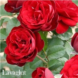 Роза Лаваглут флорибунда (Сербия Империя роз)