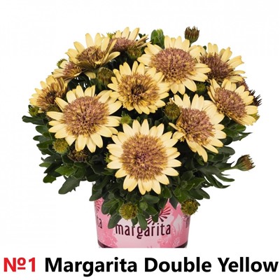 1 ОСТЕОСПЕРМУМ Margarita Double Yellow