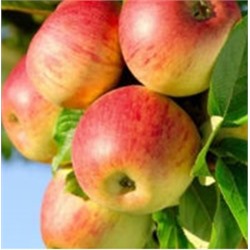 крупноплодная яблоня Яблочный Спас