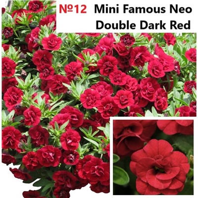 12 Калибрахоа Mini Famous Neo Double Dark Red