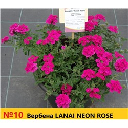 10 Вербена Lanai Neon Rose