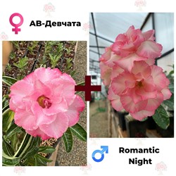 Адениум РО AB-Девчата + ROMANTIC NIGHT