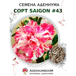 Адениум Тучный от SAIGON ADENIUM № 43   (2 сем)