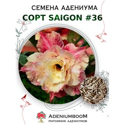 Адениум Тучный от SAIGON ADENIUM № 36   (2 сем)