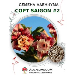 Адениум Тучный от SAIGON ADENIUM № 2   (2 сем)