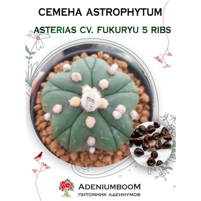 ASTROPHYTUM ASTERIAS CV. FUKURYU 5 RIBS (Астрофитум Звездчатый FUKURYU 5 ребер)