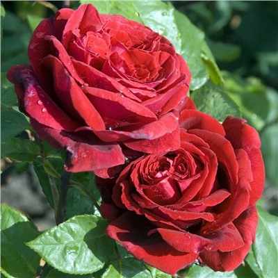 Роза Ботэро чайно-гибридная (Татарстан Розариум)