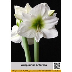 Амариллис Antartica