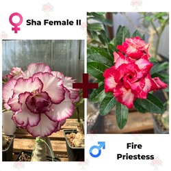 Адениум РО SHA FEMALE 2 + FIRE PRIESTESS   (1 сем)