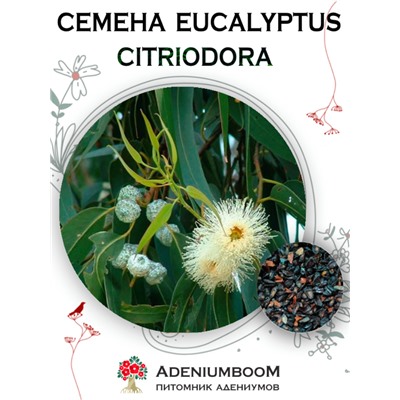 EUCALYPTUS CITRIODORA (Эвкалипт Лимонный)