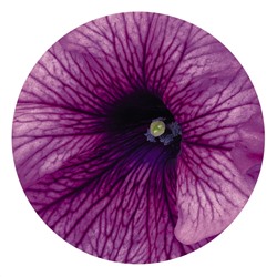 Петуния крупноцветковая Success! 360° F1 Purple Vein