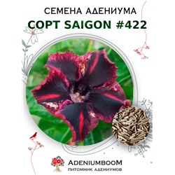 Адениум Тучный от SAIGON ADENIUM № 422   (2 сем)