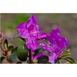 Рододендрон даурский (Rhododendron dahuricum) 0,01 гр.