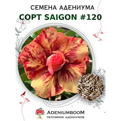 Адениум Тучный от SAIGON ADENIUM № 120   (2 сем)