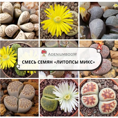 LITHOPS MIX (Литопс МИКС)