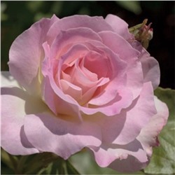 Роза Шарль Азнавур флорибунда (Сербия Империя роз)