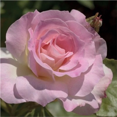 Роза Шарль Азнавур флорибунда (Сербия Империя роз)