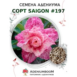 Адениум Тучный от SAIGON ADENIUM № 197   (2 сем)