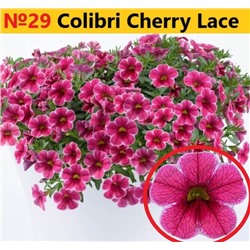 29 Калибрахоа Colibri Cherry Lace