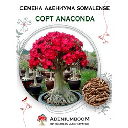 Адениум Сомалийский ANACONDA