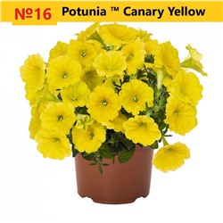 16 Петуния Potunia Canary Yellow
