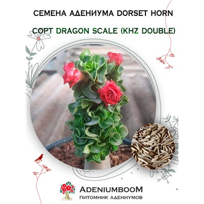 Адениум DORSET HORN 95-100% DRAGON SCALE (KHZ DOUBLE 70-80%)