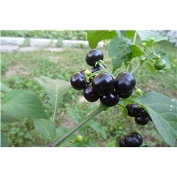 Паслен черный "Санберри" (около 100 семян).