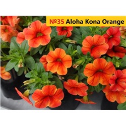 35 Калибрахоа Aloha Kona Orange