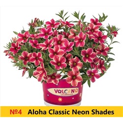 4 Калибрахоа Aloha Classic Neon Shades