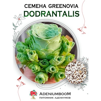 GREENOVIA DODRANTALIS (Гриновия Равная)