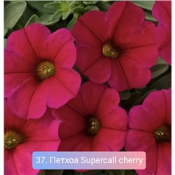 37. Петхоа Supercall cherry