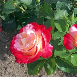 Роза Сентимент чайно-гибридная (Сербия Империя роз)