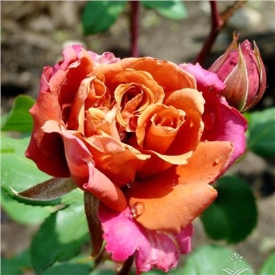 Роза Ча Ча миниатюрная (Сербия Империя роз)