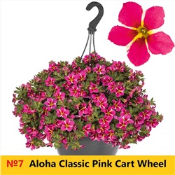 7 Калибрахоа Aloha Classic Pink Cart Wheel