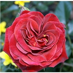 Роза Браун Велвет флорибунда (Сербия Империя роз)