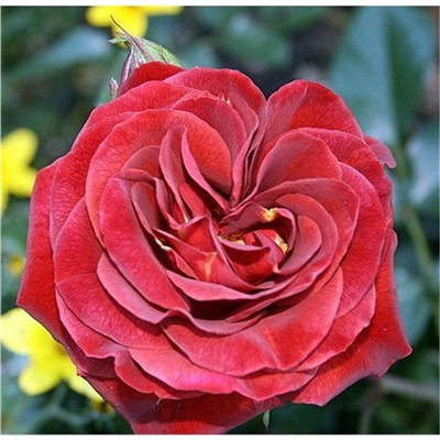 Роза Браун Велвет флорибунда (Сербия Империя роз)