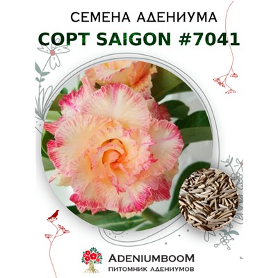 Адениум Тучный от SAIGON ADENIUM № 7041